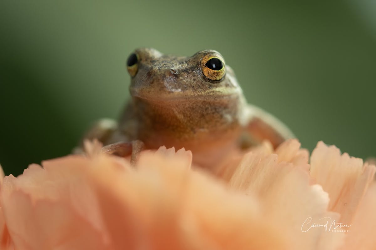 Foto: ColorsofNaturePhotography