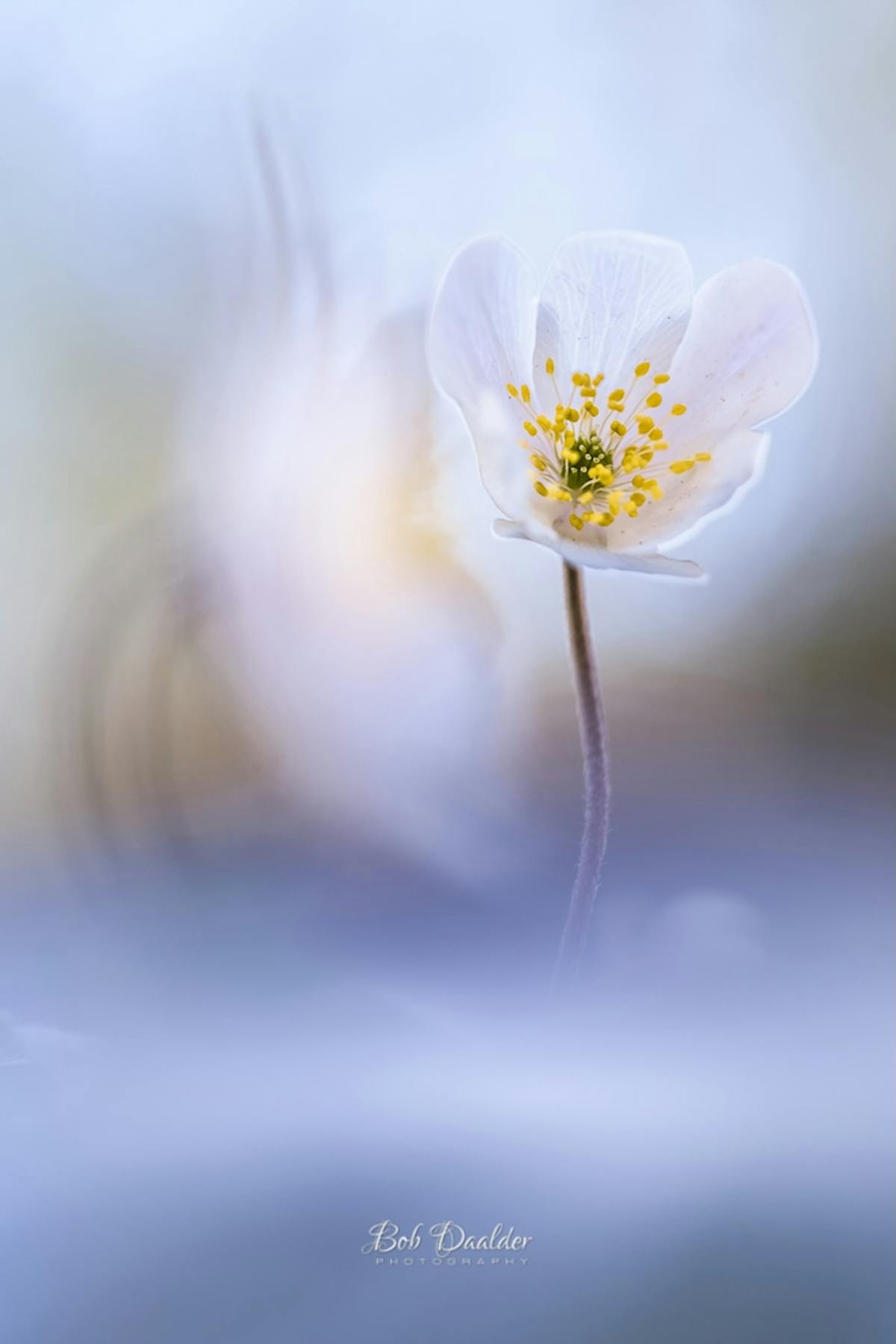 Foto: bobphoto