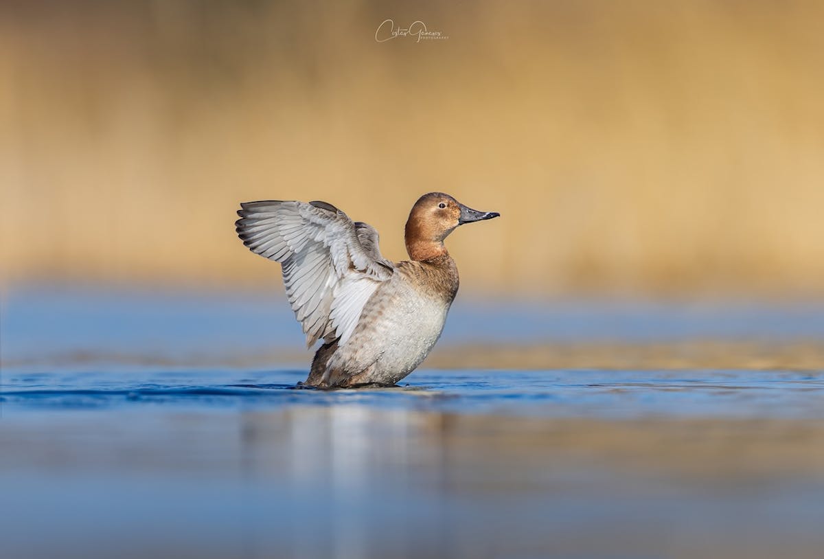 Foto: Costas Ganasos