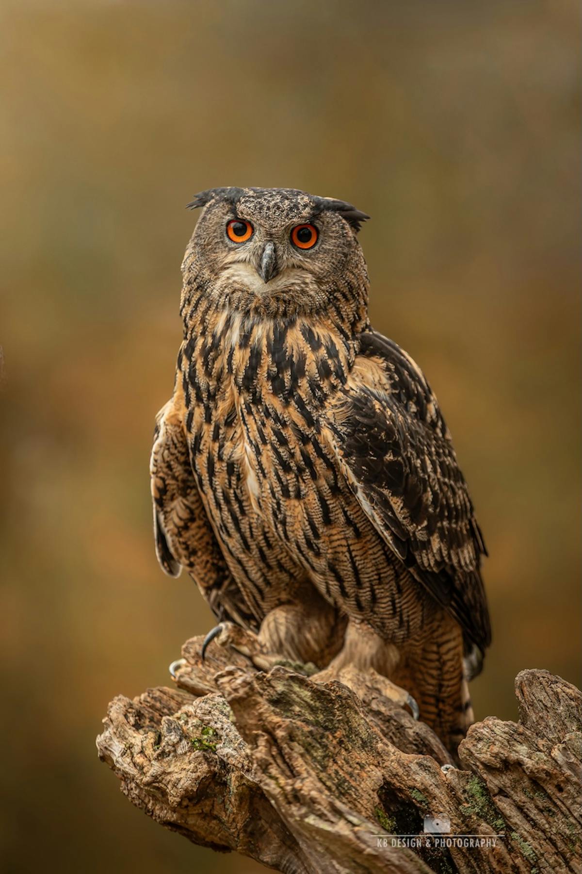 Foto: KarenBrouwer
