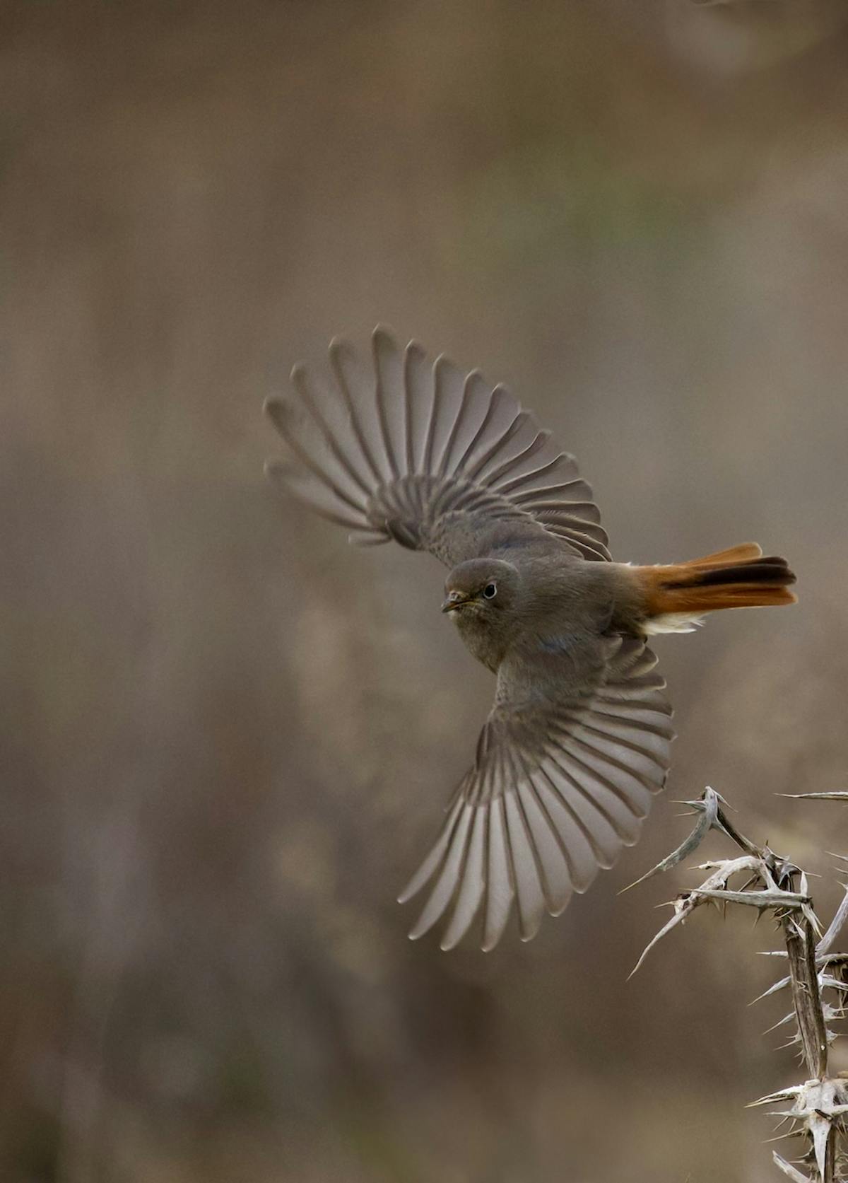 Foto: Jeanettevanroijen