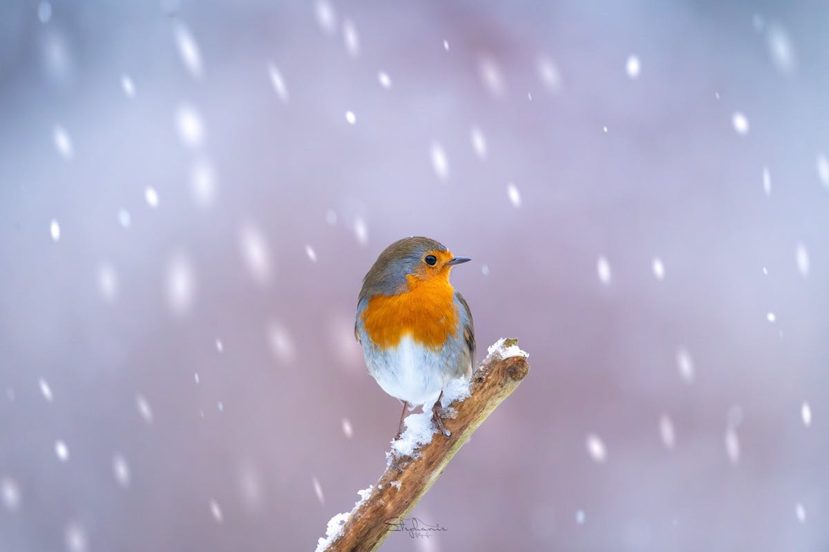 Foto: Stephaniev