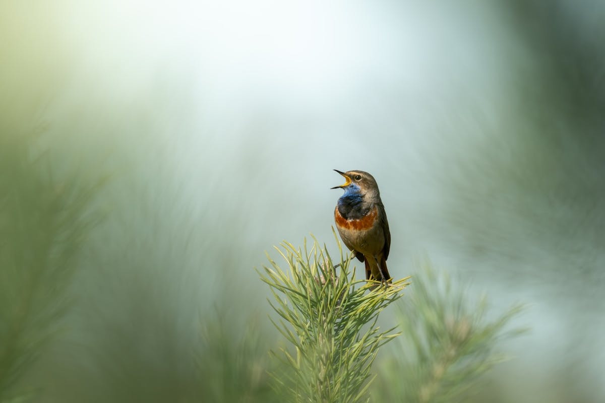 Foto: PeterWaelbers