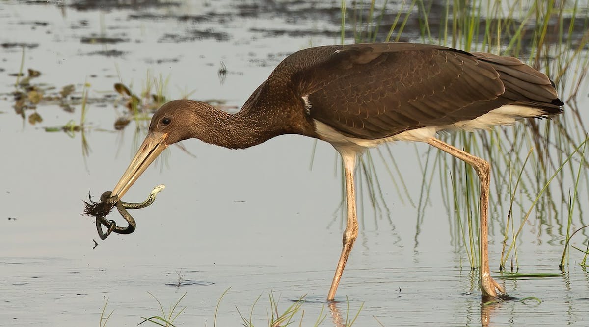 Foto: willemdewolf