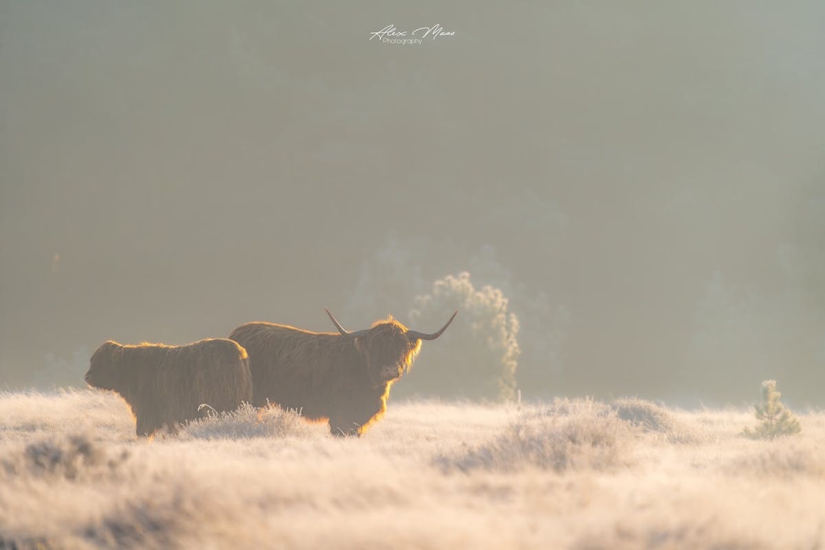 Foto: Alex-Maas1