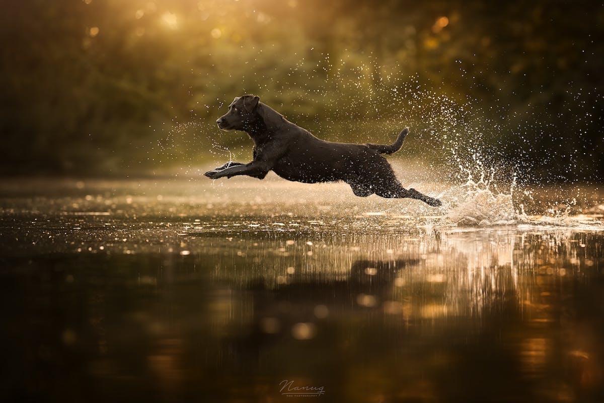 Foto: NanuqDogPhotography
