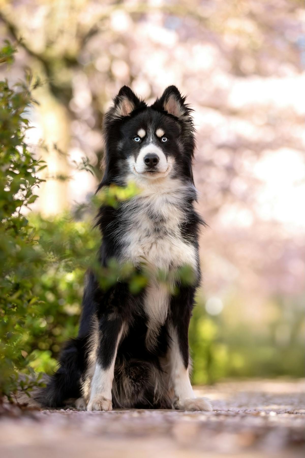 Foto: Boske