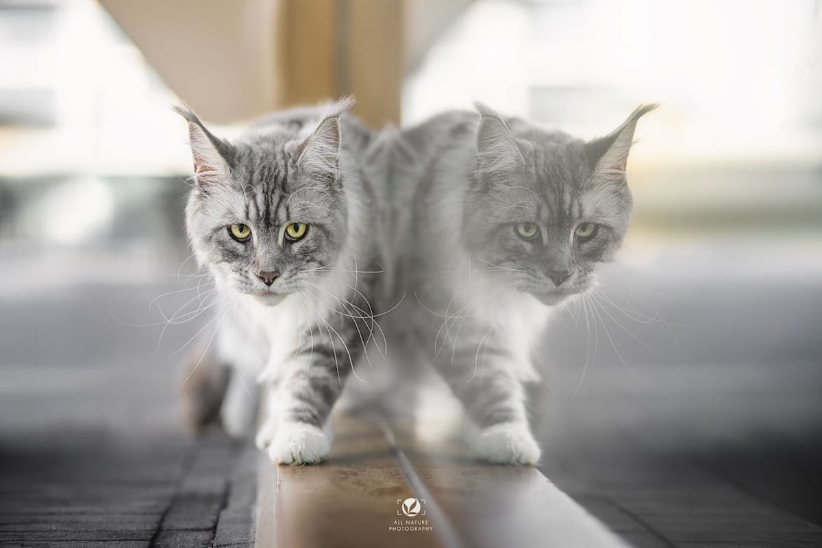 Foto: AllNaturePhotography