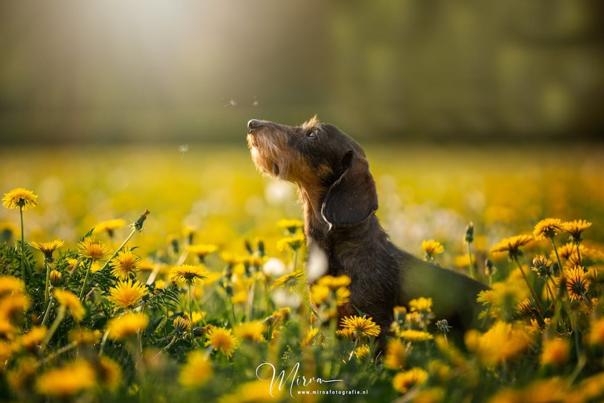 Foto: Mirna