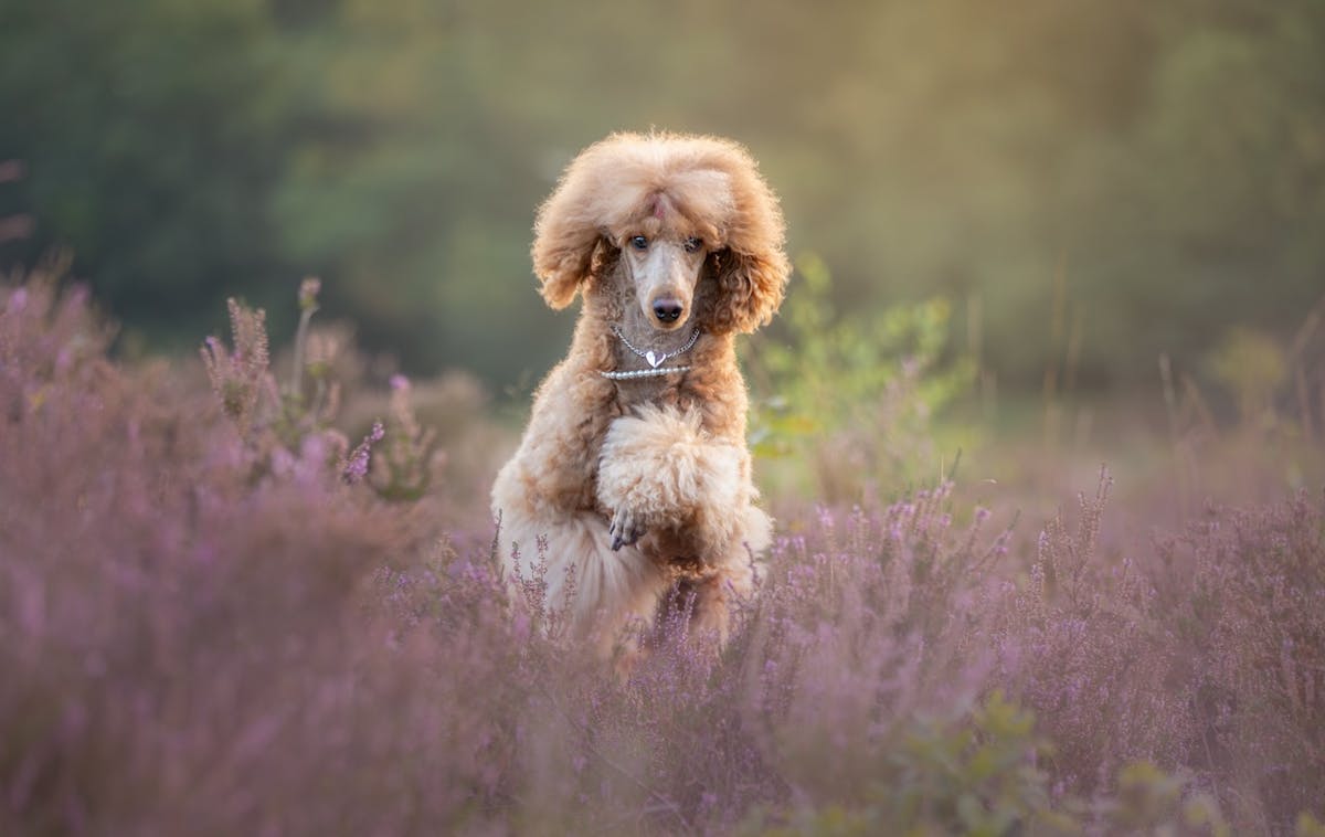 Foto: Annvisser