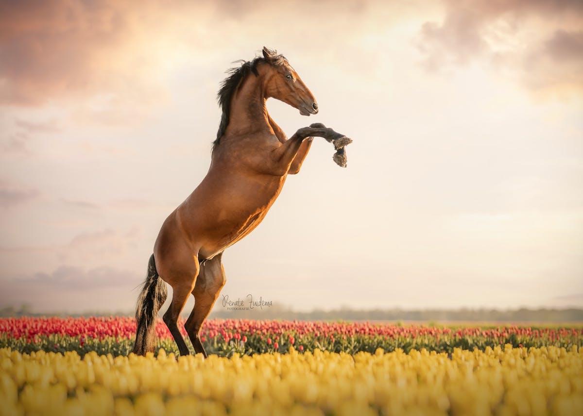 Foto: RenateZuidemaFotografie