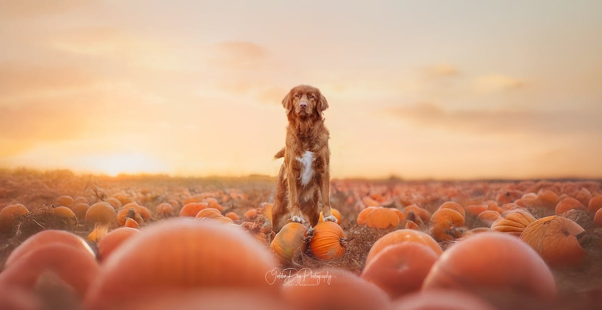 Foto: GoldenDogPhotography