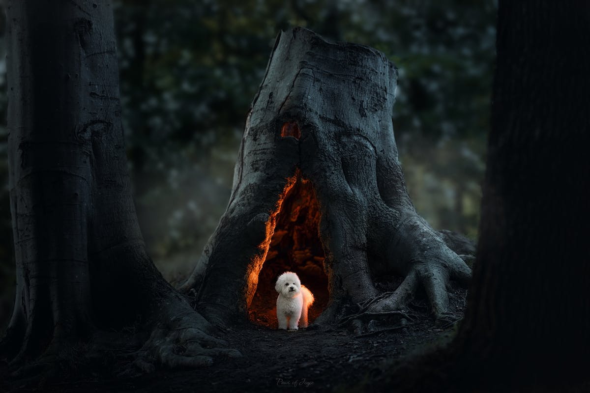 Foto: PawsofJoycePhotography