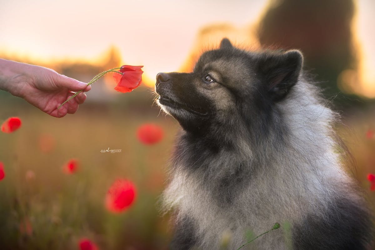 Foto: ElsDecoodtPhotography