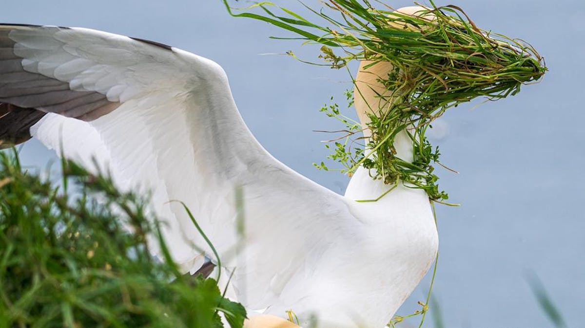 Foto: © Alison Tuck / Nikon Comedy Wildlife Awards
