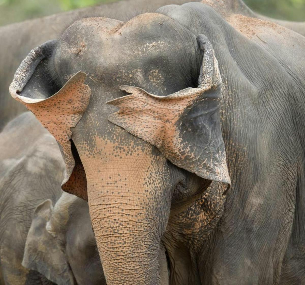 Foto: © Henry Szwinto / Nikon Comedy Wildlife Awards