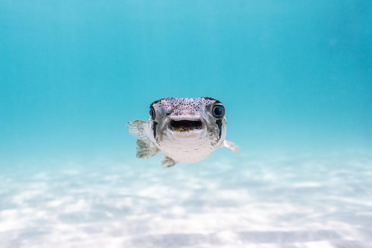 Foto: © Bingqian Gao / Nikon Comedy Wildlife Awards