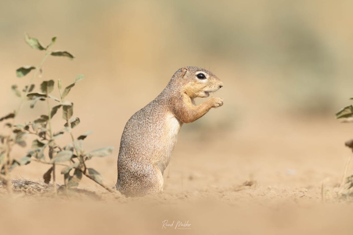 Foto: Ruud Mulder