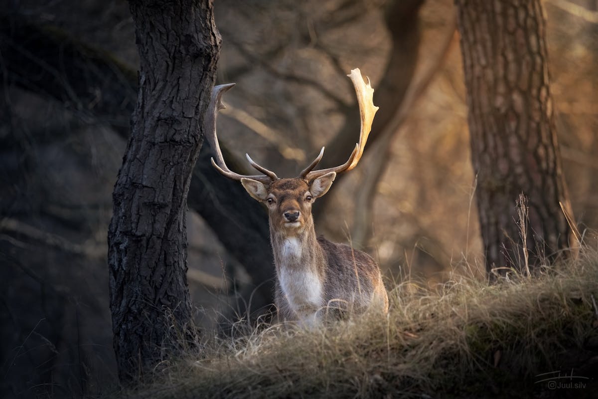 Foto: JuulSilverenberg