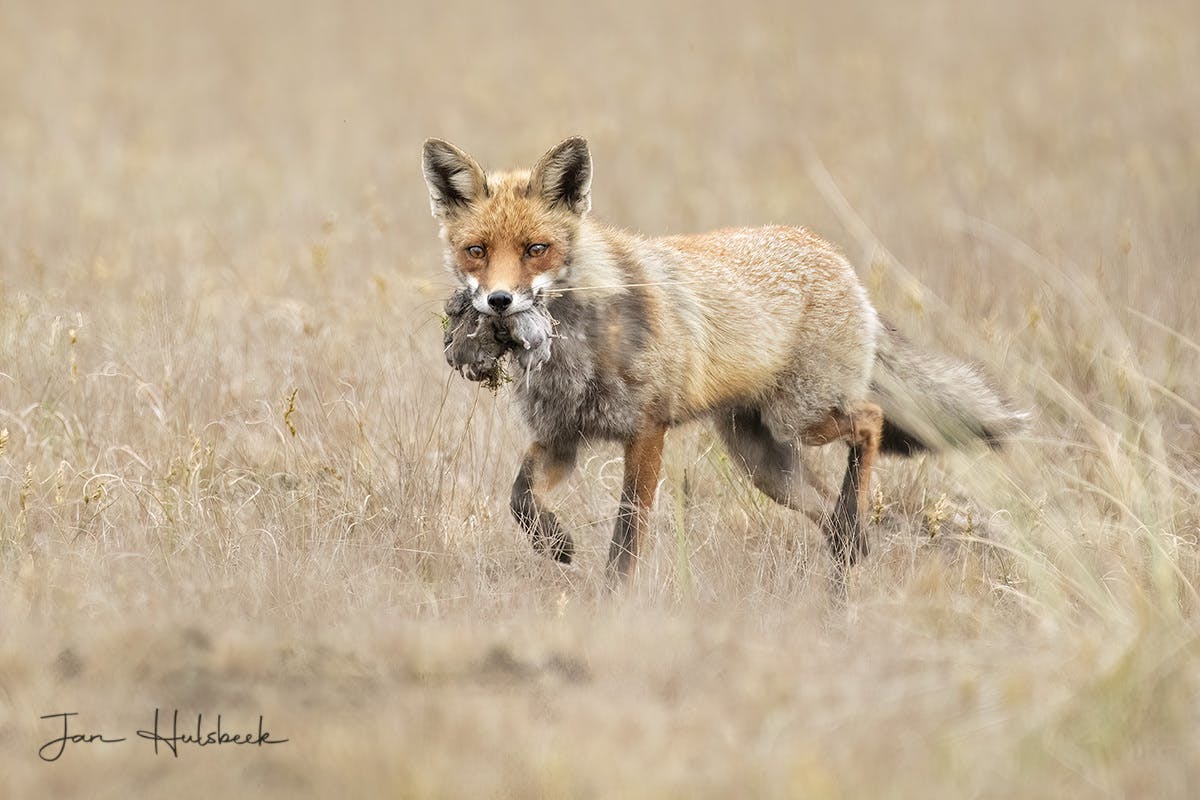 Foto: JanHulsbeek