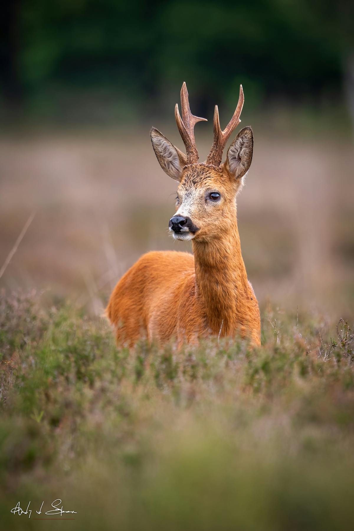 Foto: AndyvdSteen