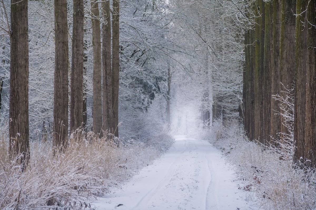 Foto: Alex-Maas1