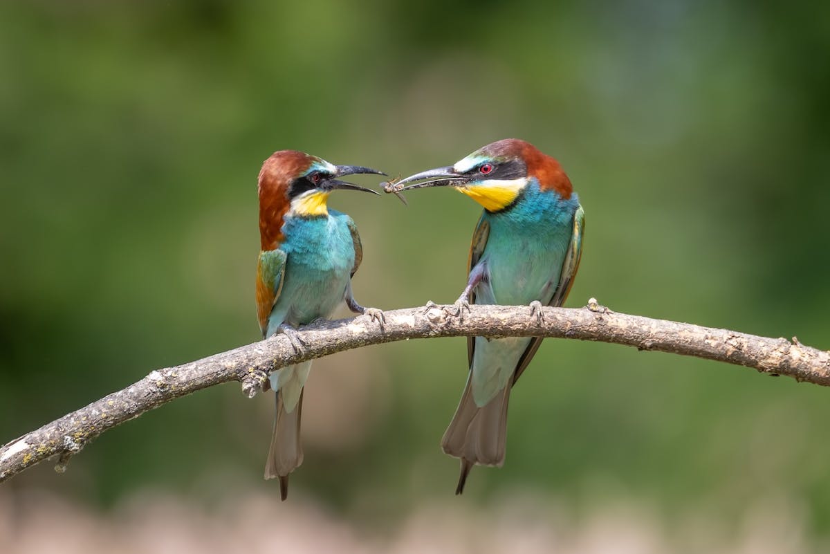 Foto: Anitagrotewal