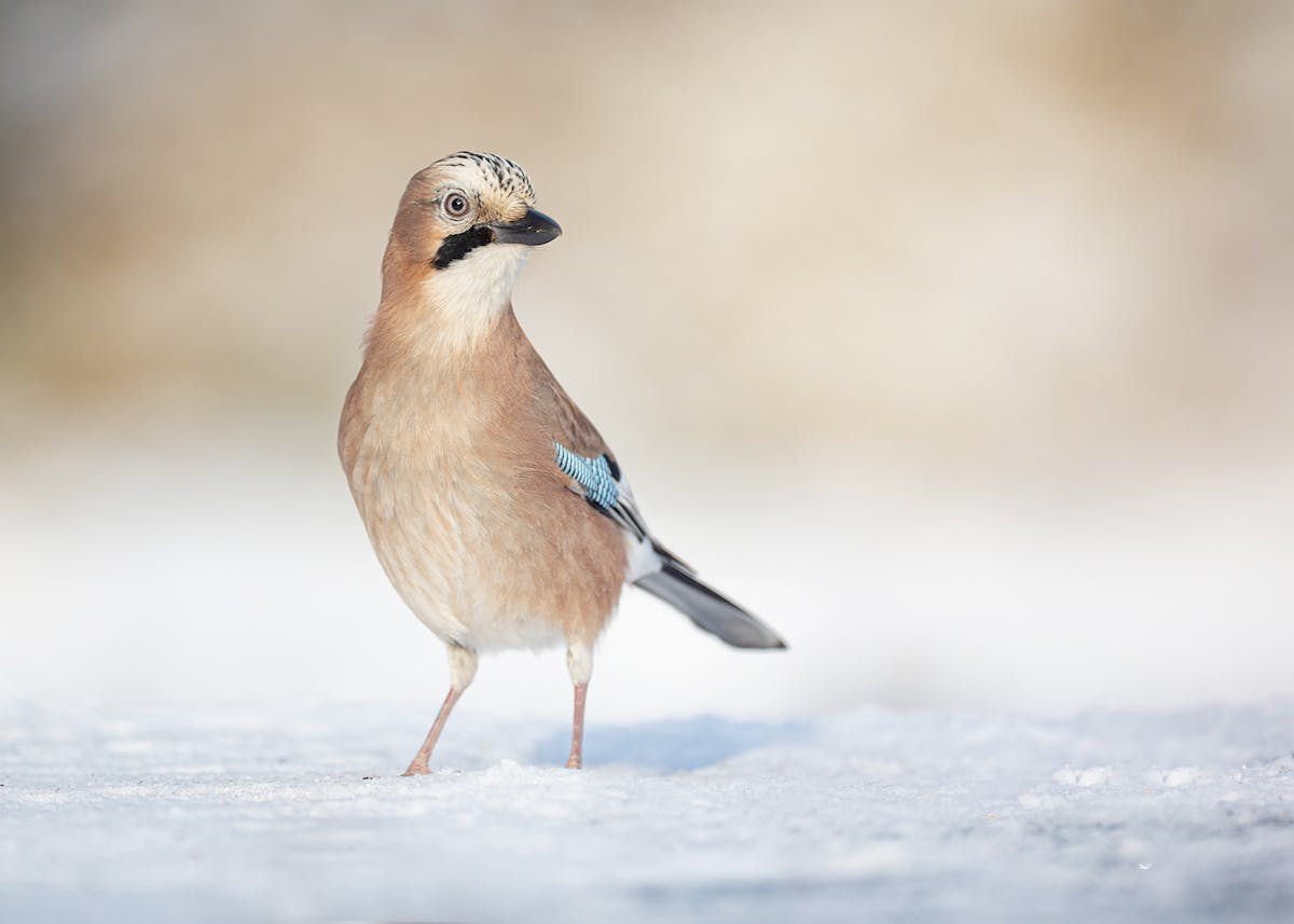 Foto: Tom kruissink