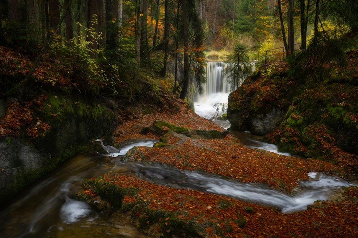 Foto: weimaraan - ISO 64 · ƒ/4 · 1/6s · 34.5mm