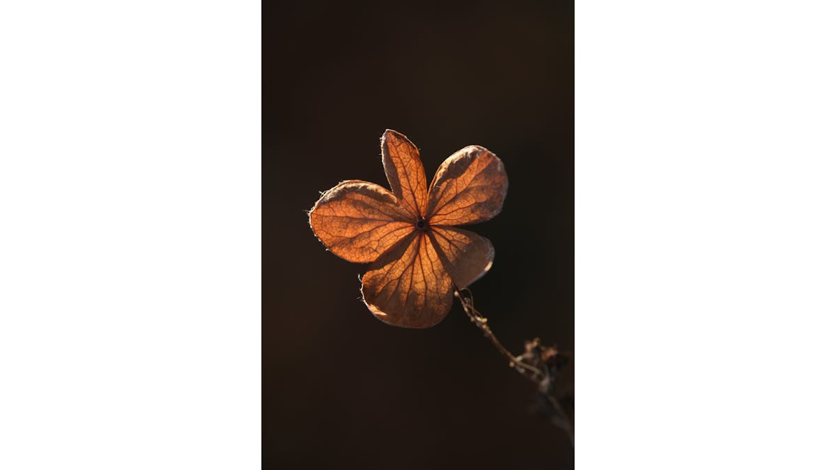 Foto door Monique Reinders-Cremers • FUJIFILM X-H2S • 1/200 sec • f/5 • ISO 200 • 112 mm