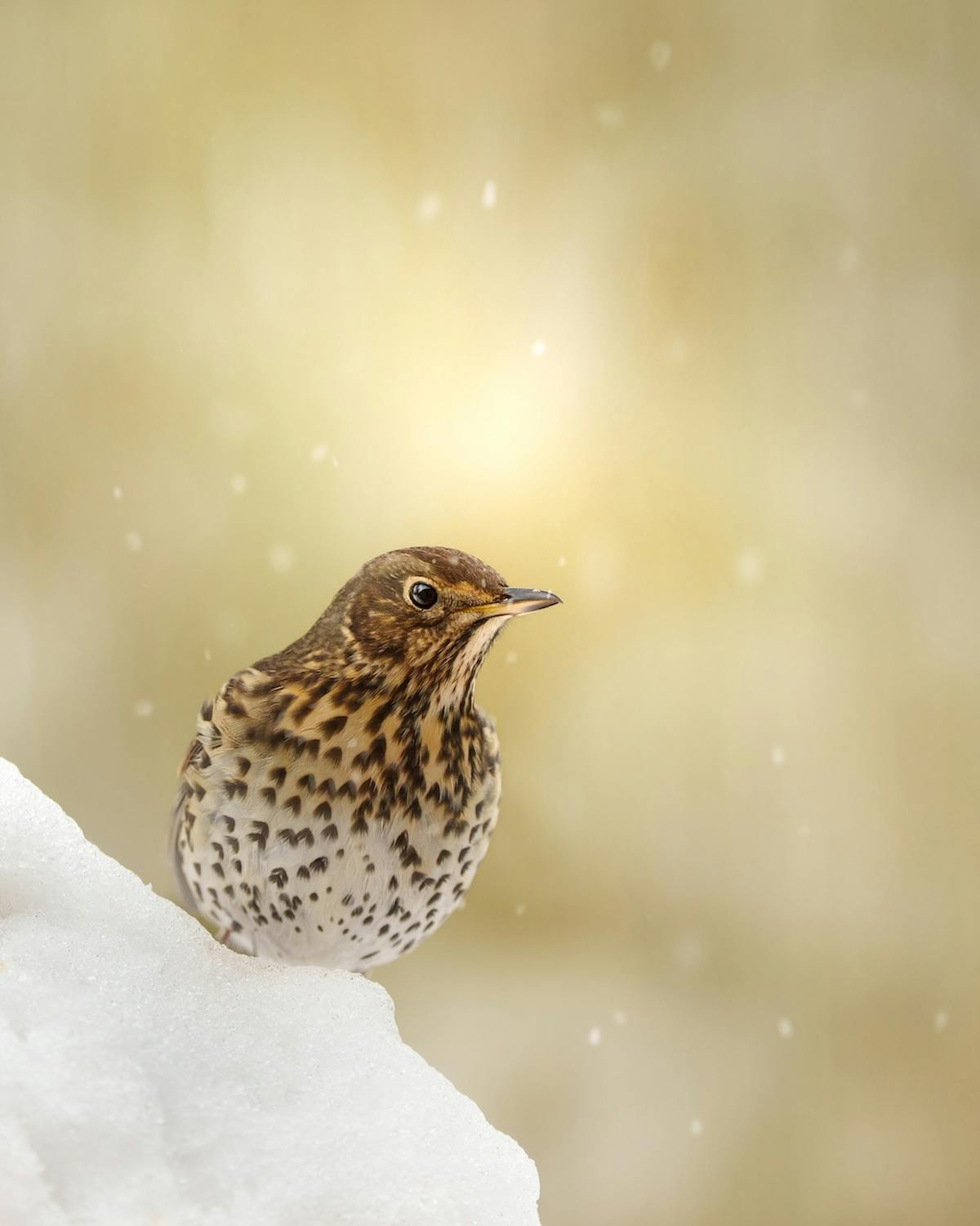 Foto: ManeschijnFoto