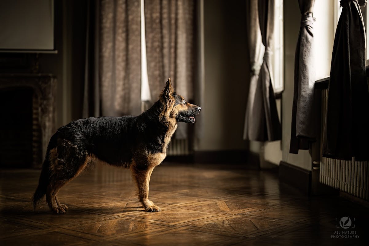 Foto: AllNaturePhotography