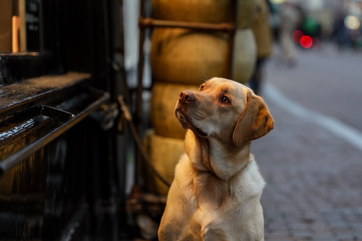 Foto: Maarten Jacobi
