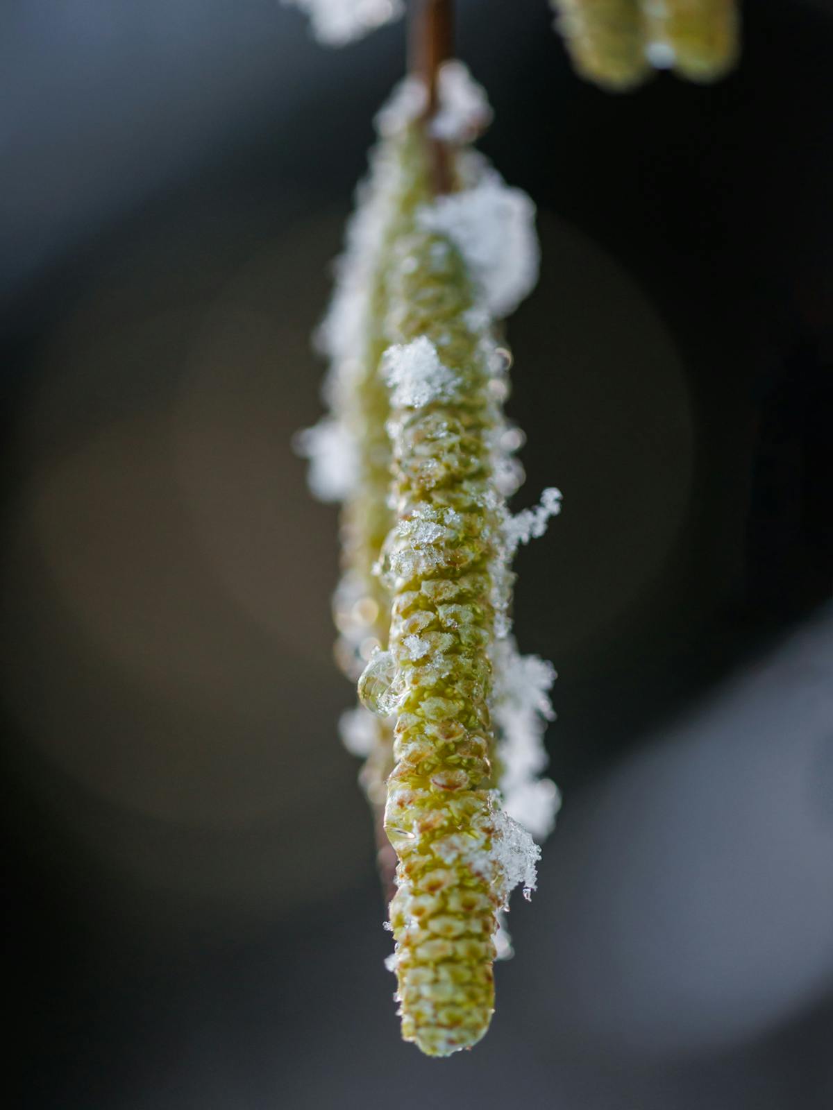 Foto: EllendW