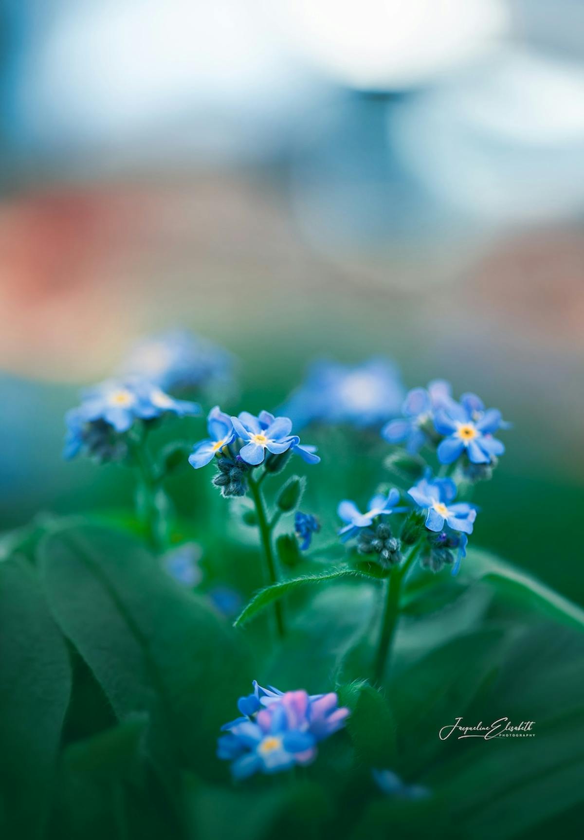 Foto: JacquelineUiterloo