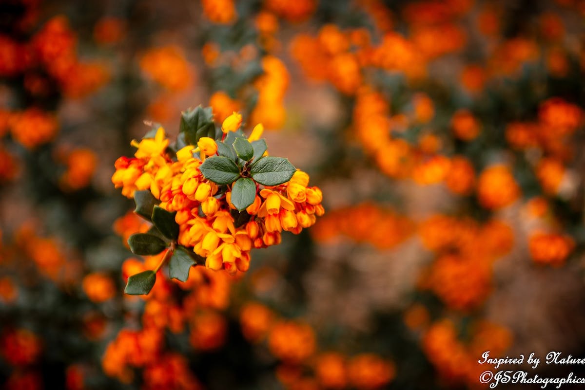 Foto: JSPhotographics