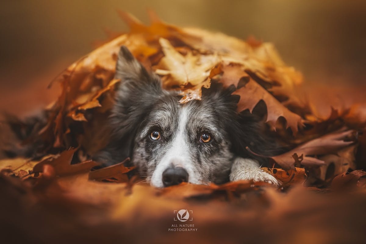 Foto: AllNaturePhotography