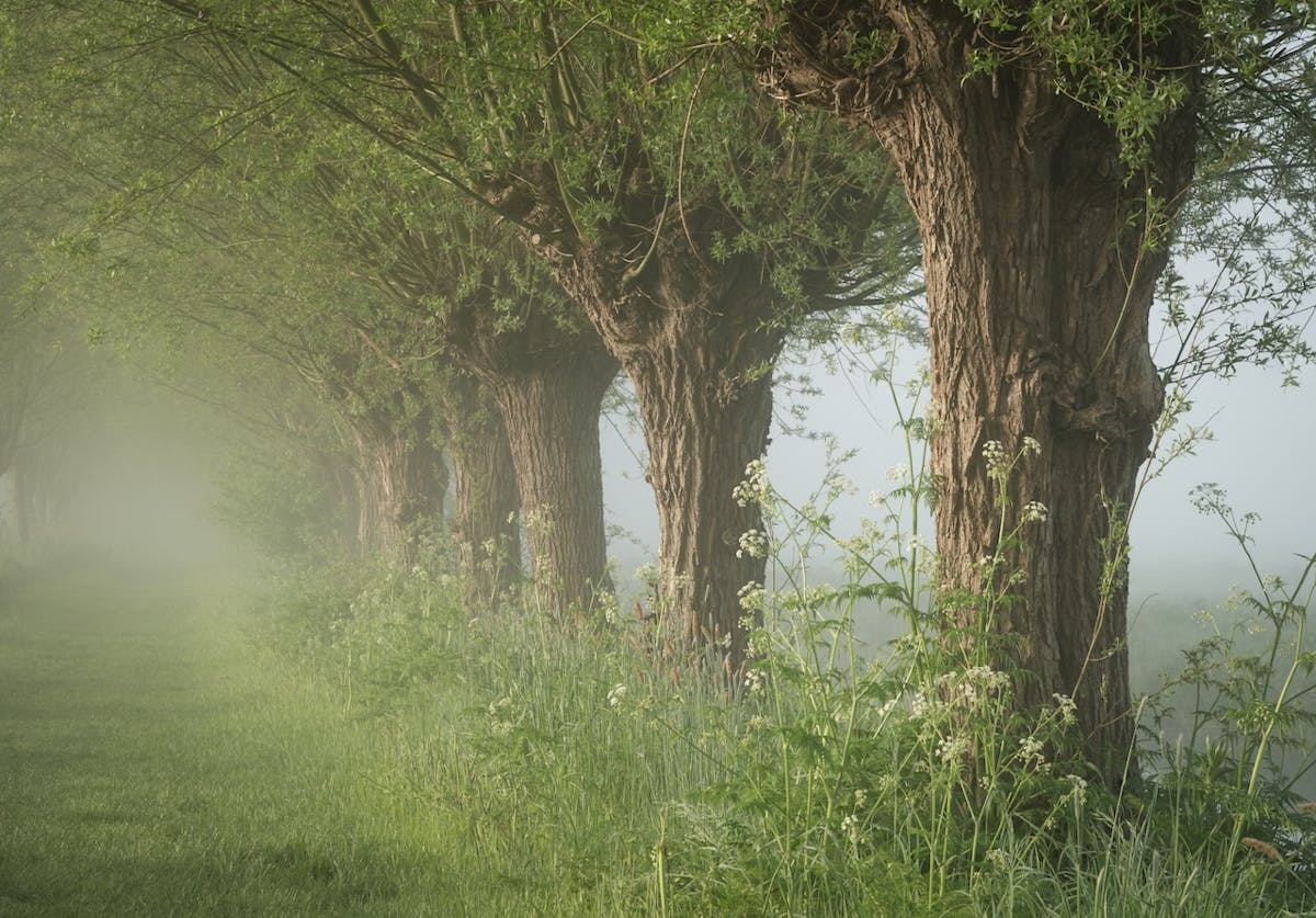 Foto: renedevries