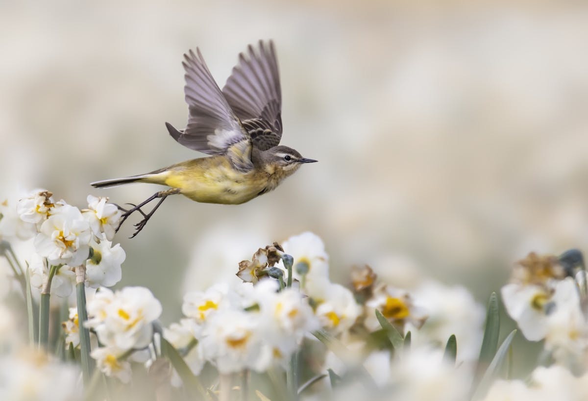 Foto: PaulaDarwinkel