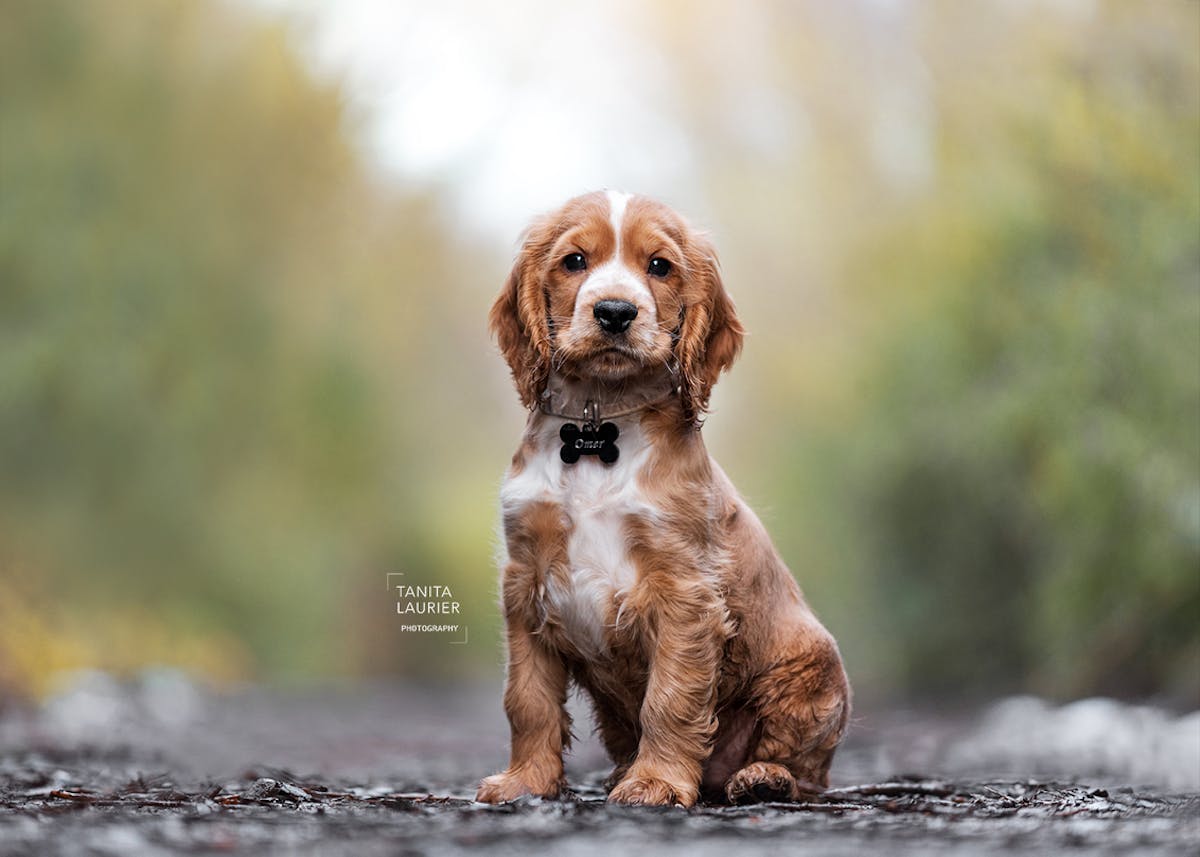 Foto: TanitaLaurierPhotography