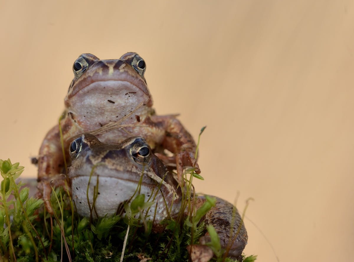 Foto: ruurd1