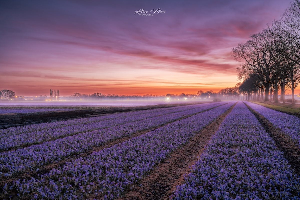 Foto: Alex-Maas1