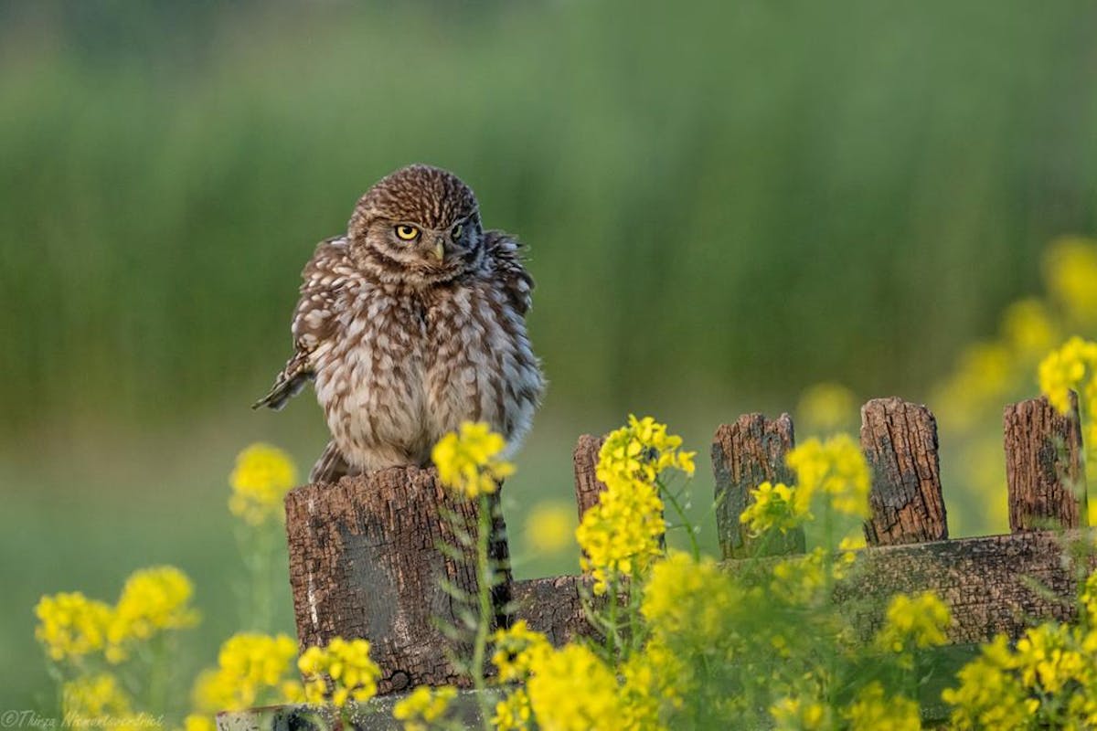 Foto: thirzaniemantsverdriet - ISO 2200 · ƒ/6.3 · 1/2500s · 310mm