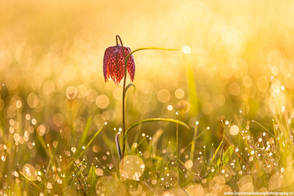 Foto: Marcbroekmanphotography