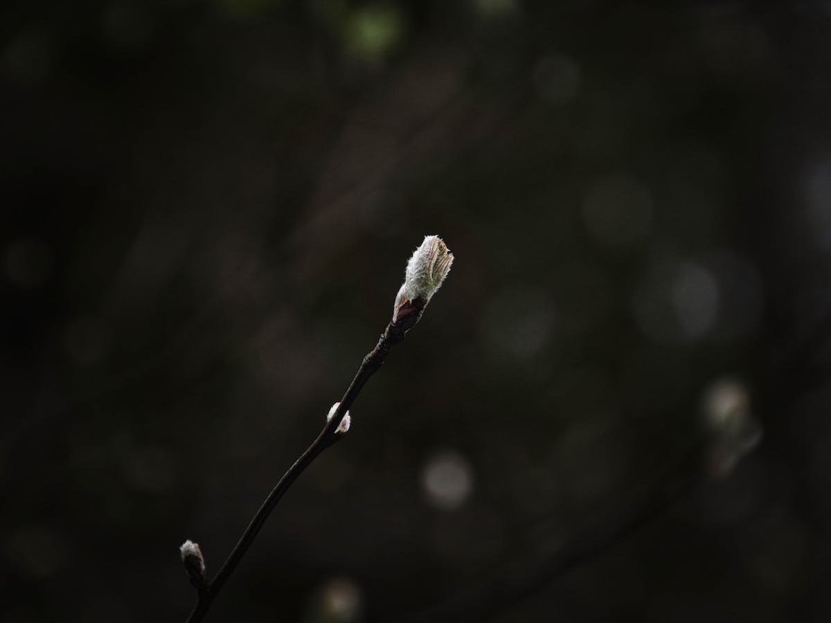 Foto: syaphotographer