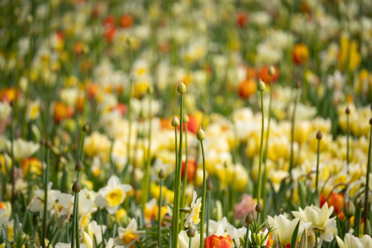 Foto: Dieke Steeg