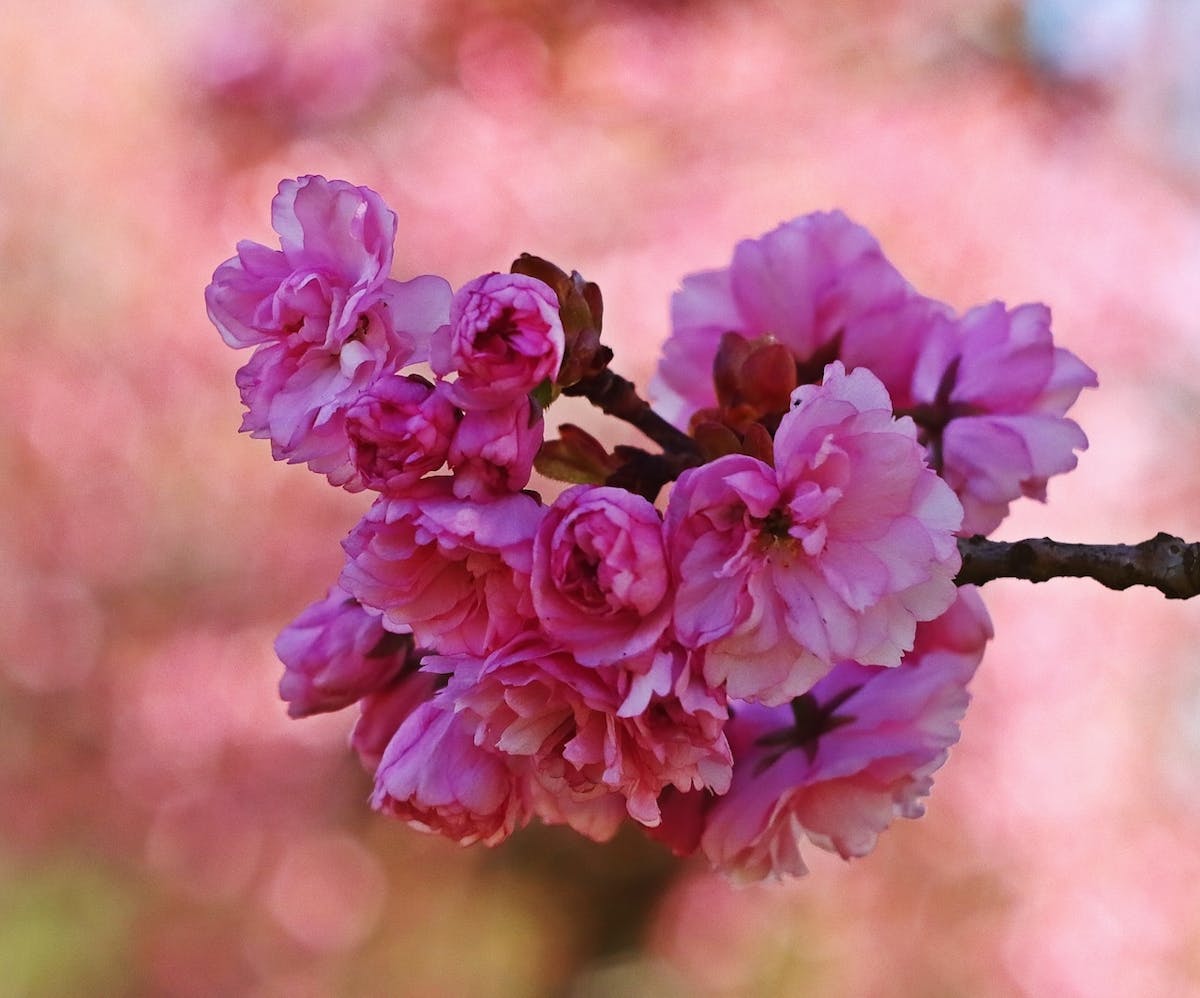 Foto: Amateurke62