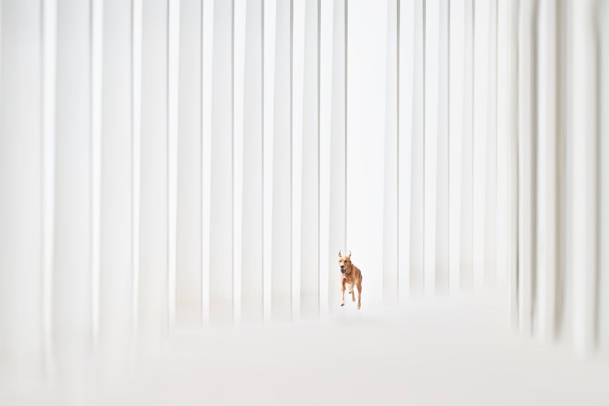 Foto: AllNaturePhotography