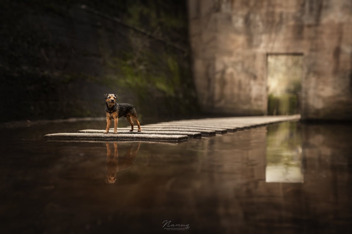 Foto: NanuqDogPhotography