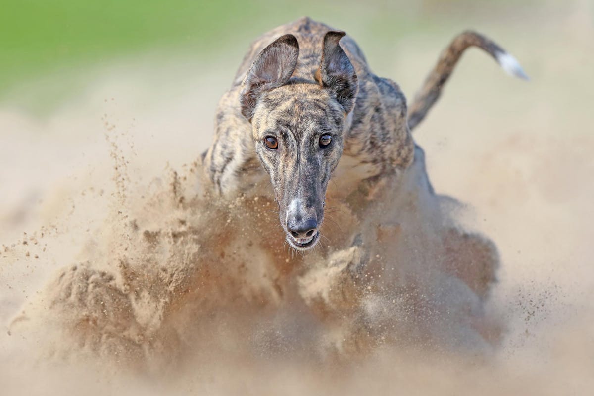© Rob Van Thienen, Belgium, Finalist, Professional Competition, Sport, 2026 Sony World Photography Awards -